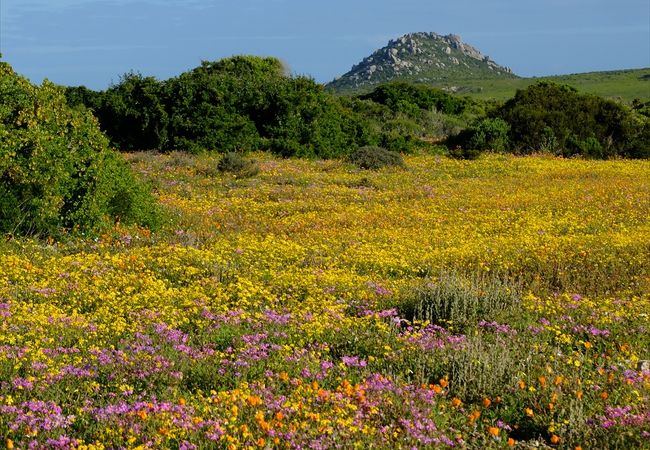 南アフリカ共和国の春には、野生の花が咲き誇るお花畑になります。