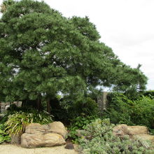 松は思っていたより小さかった