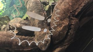 魅惑のオオサンショウウオ