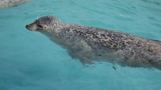 アザラシがかわいいです