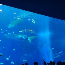 ジンベエザメです