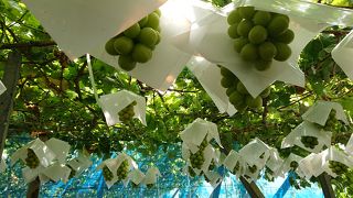 あすなろ園でぶどう狩り。