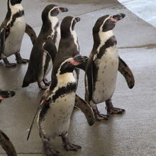 ペンギンお散歩タイム
