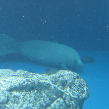 アフリカマナティー