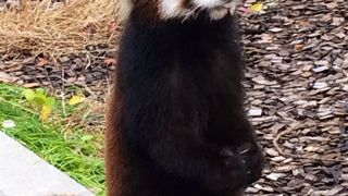 行政が頑張っている動物園