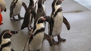 ペンギンお散歩タイムが子供たちに大人気