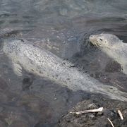 海に直結した「水族館」にアザラシがいます