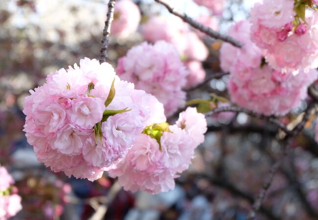造幣局通り抜け 造幣局 桜の通り抜け 貨幣セットの買取実績 | 買取専門店さすがや