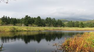 湿原の向こうに利尻富士が見えます