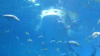 沖縄有数の見どころ