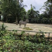 動物達を間近で見られます。