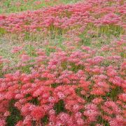 矢勝川堤の彼岸花