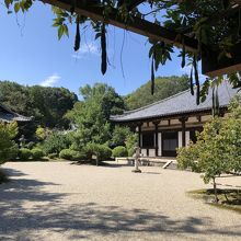 藤棚から本堂を眺める