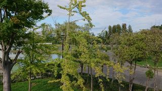 春は桜がきれいなようです