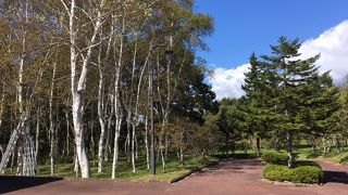 白樺が綺麗でした