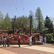 富山のチューリップ祭り