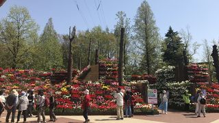 富山のチューリップ祭り