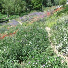 橋の袂は　遊歩道になっています