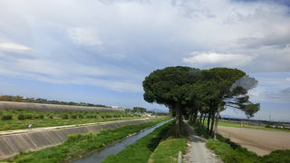 ローマ松の並木道
