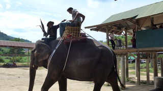 生れて初めて象に乗りました。昨日のトラに続いて初体験のプーケット島です!!