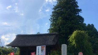 まっすぐな杉の木