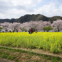 桜と菜の花がきれい