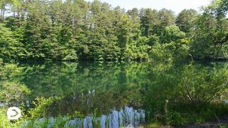 水面に木々が映し出されたきれいな沼
