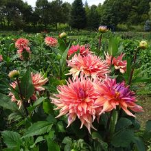 ダリア園にて