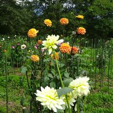 ダリア園にて