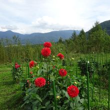 ダリア園にて