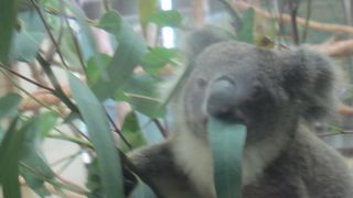 動物と間近で触れ合える動物園