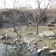 上海動物園のトラ