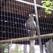 フクロウとタカの森とは別です