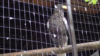 フクロウとタカの森とは別です