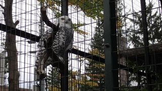 フクロウがｶﾜｲｲ。