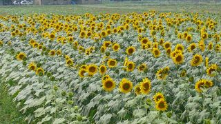 富士山とひまわり