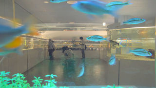 東京タワーの麓の水族館