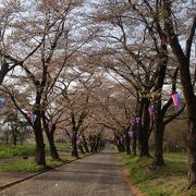 約１４００本の桜並木が１．３km続く桜の名所