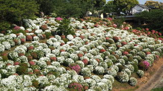 つつじが見頃の田原坂公園はオススメです。