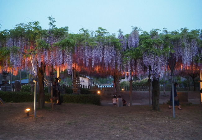 ライトアップが楽しめる“山田の藤”