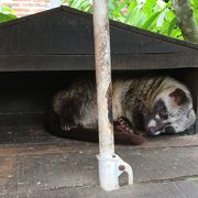 パオン遺跡そばのコピ・ルアクのお店