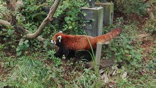 千葉市動物公園 