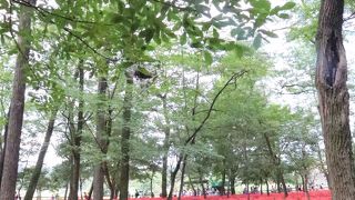 真っ赤に染まる曼珠沙華畑