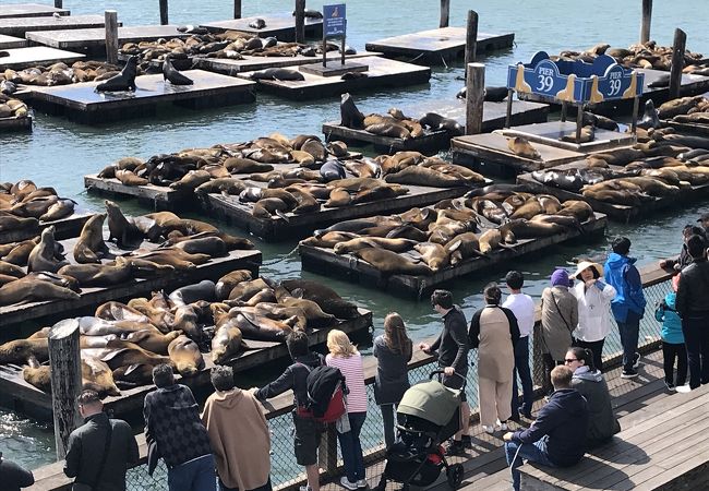 ピア39 アシカセンター クチコミ アクセス 営業時間 サンフランシスコ フォートラベル