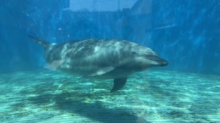 こじんまりした動物が近い水族館