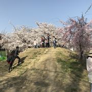 桜がとても綺麗