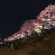素晴らしい桜並木