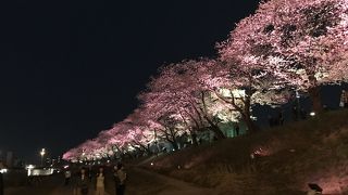 素晴らしい桜並木