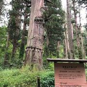 大きな杉