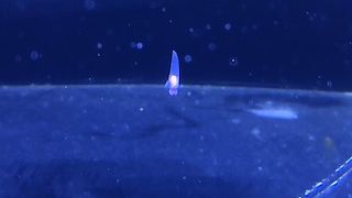 癒される水族館